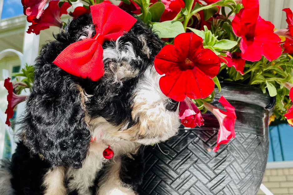 Farm Beach Puppies - Bernedoodles Dog Breeder