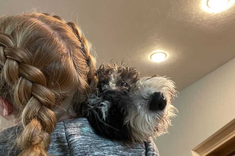 Farm Beach Puppies - Bernedoodles Dog Breeder