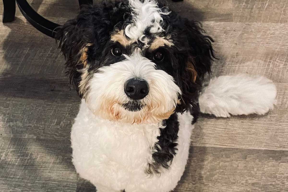 Farm Beach Puppies - Bernedoodles Dog Breeder