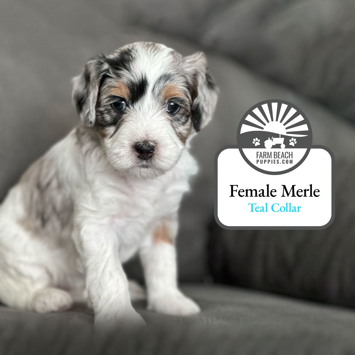 Female-Merle-Teal-Collar FarmBeachPuppies.com