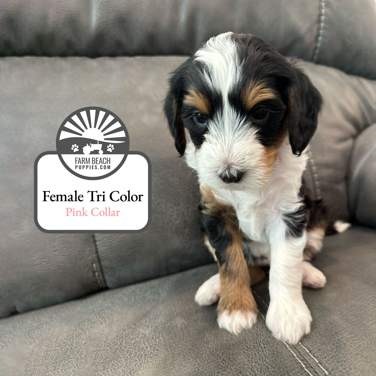 Female-Tri-Color-Pink-Collar FarmBeachPuppies.com