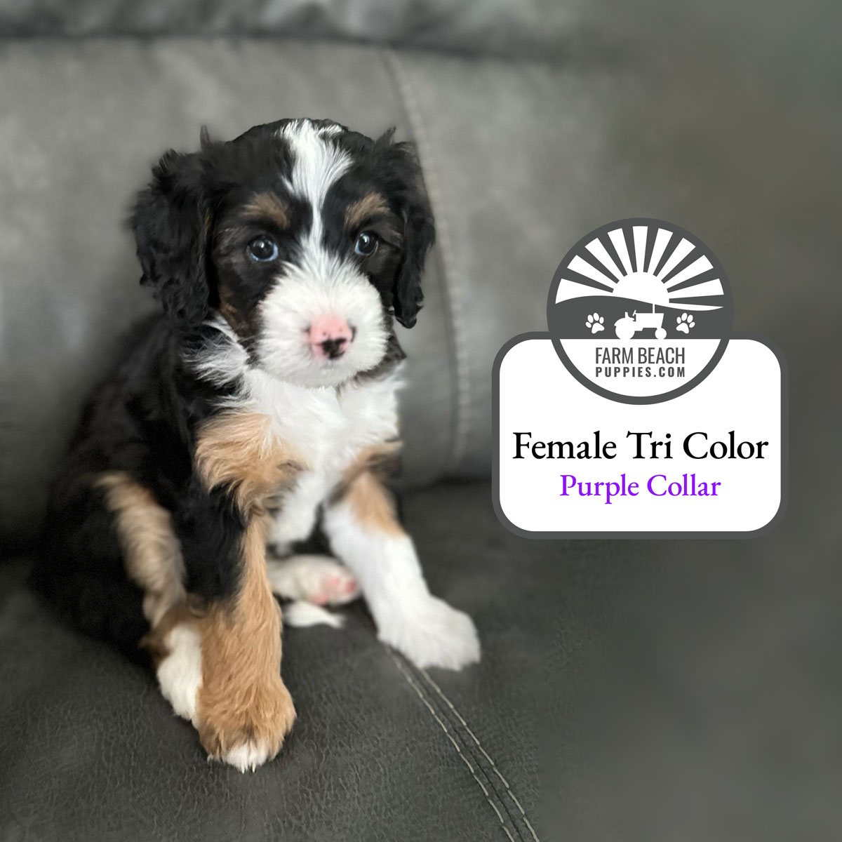 Female-Tri-Color-Purple-Collar FarmBeachPuppies.com