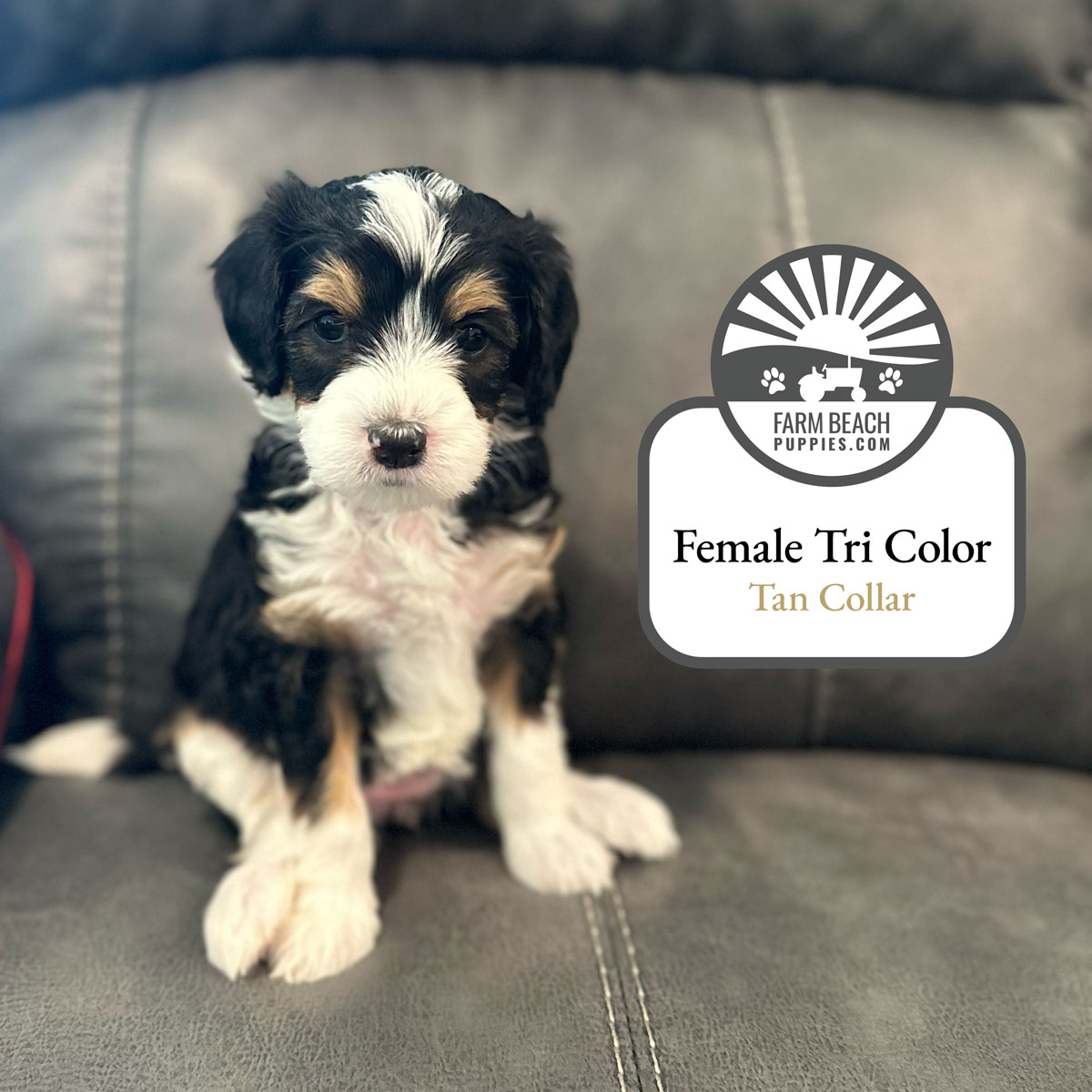 Female-Tri-Color-Tan-Collar FarmBeachPuppies.com