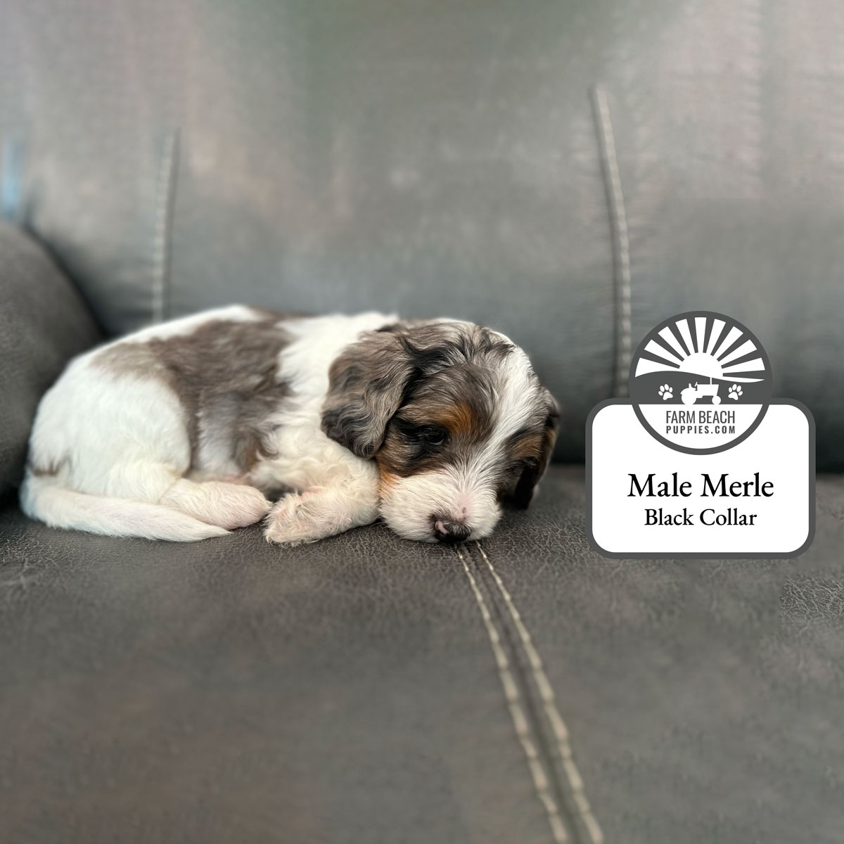 Male-Merle-Black-Collar FarmBeachPuppies.com