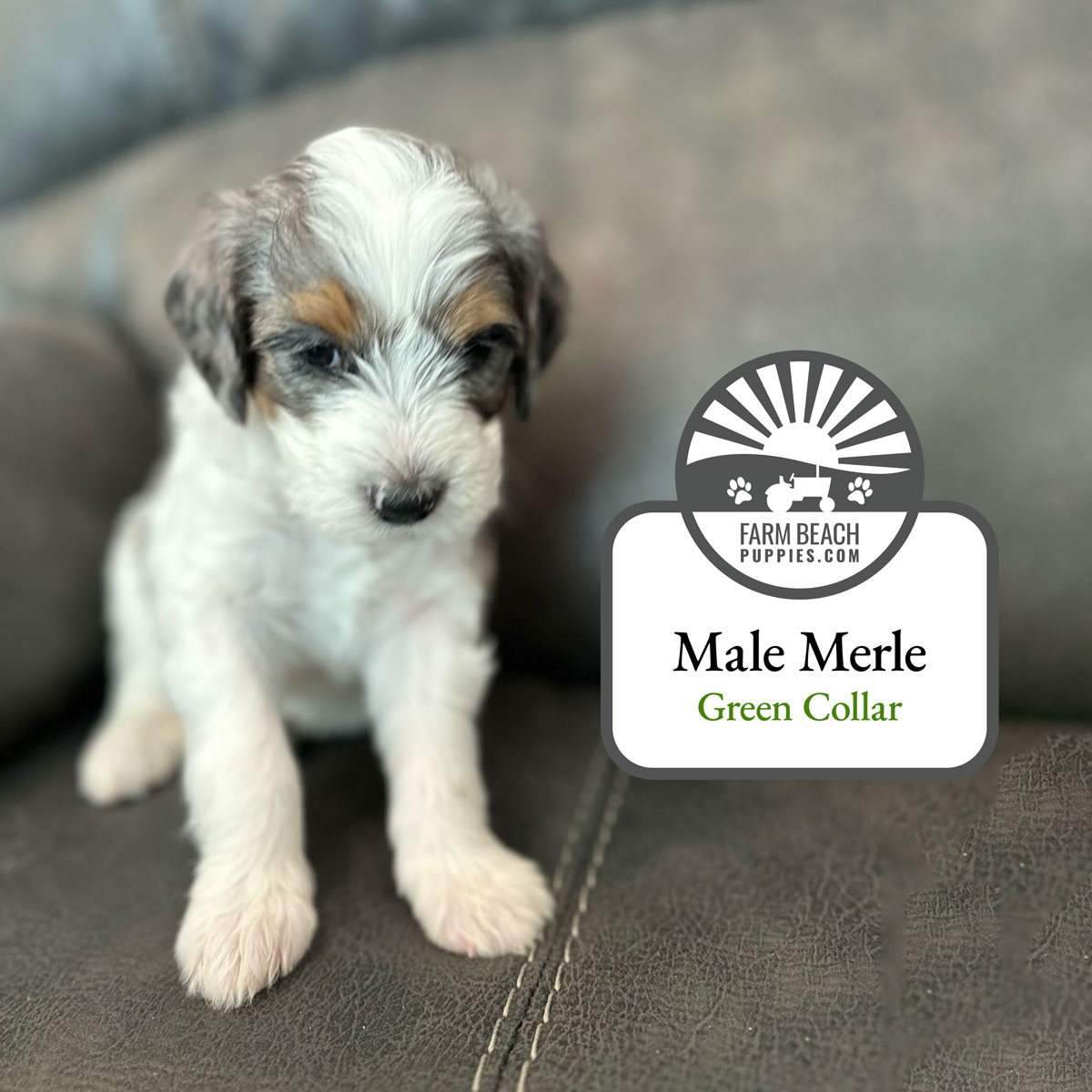 Male-Merle-Green-Collar FarmBeachPuppies.com