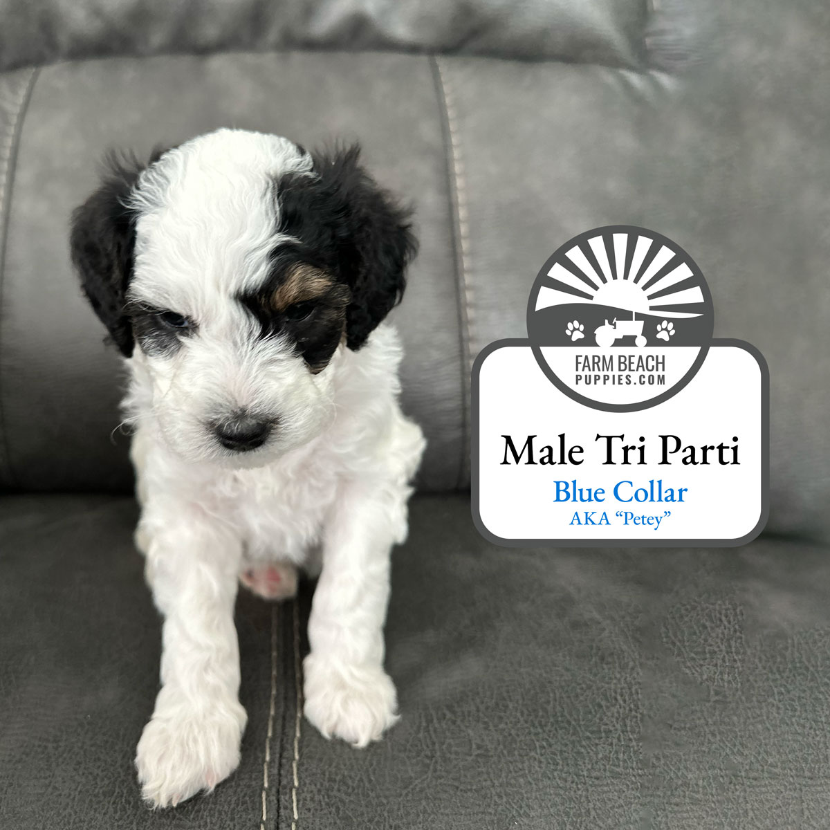 Male-Tri-Parti-Blue-Collar FarmBeachPuppies.com