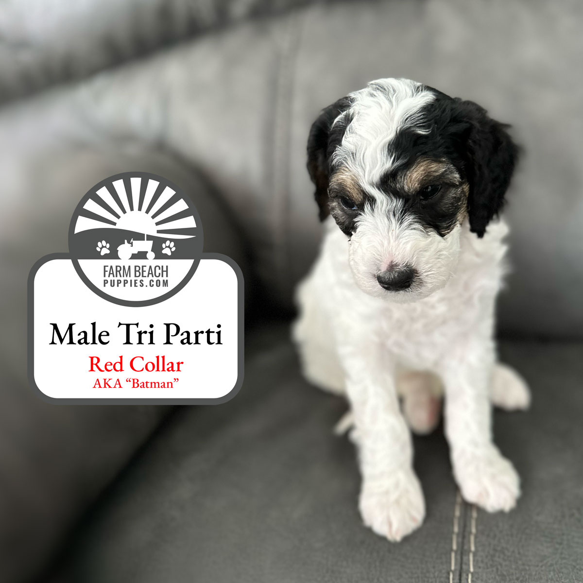 Male-Tri-Parti-Red-Collar FarmBeachPuppies.com