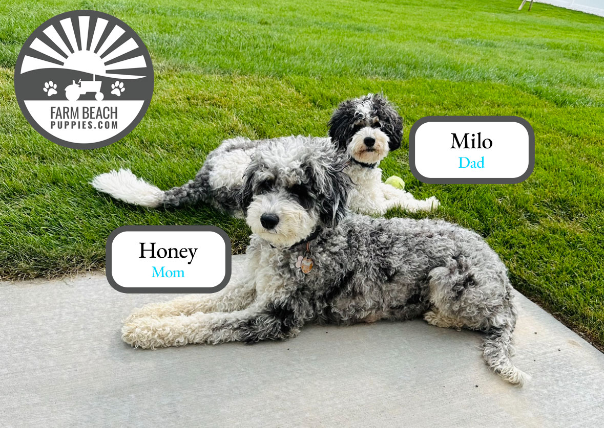 Honey and Milo are the proud parents of our August 2024 Puppy Litter Honey and Milo are the proud parents of our August 2024 Puppy Litter