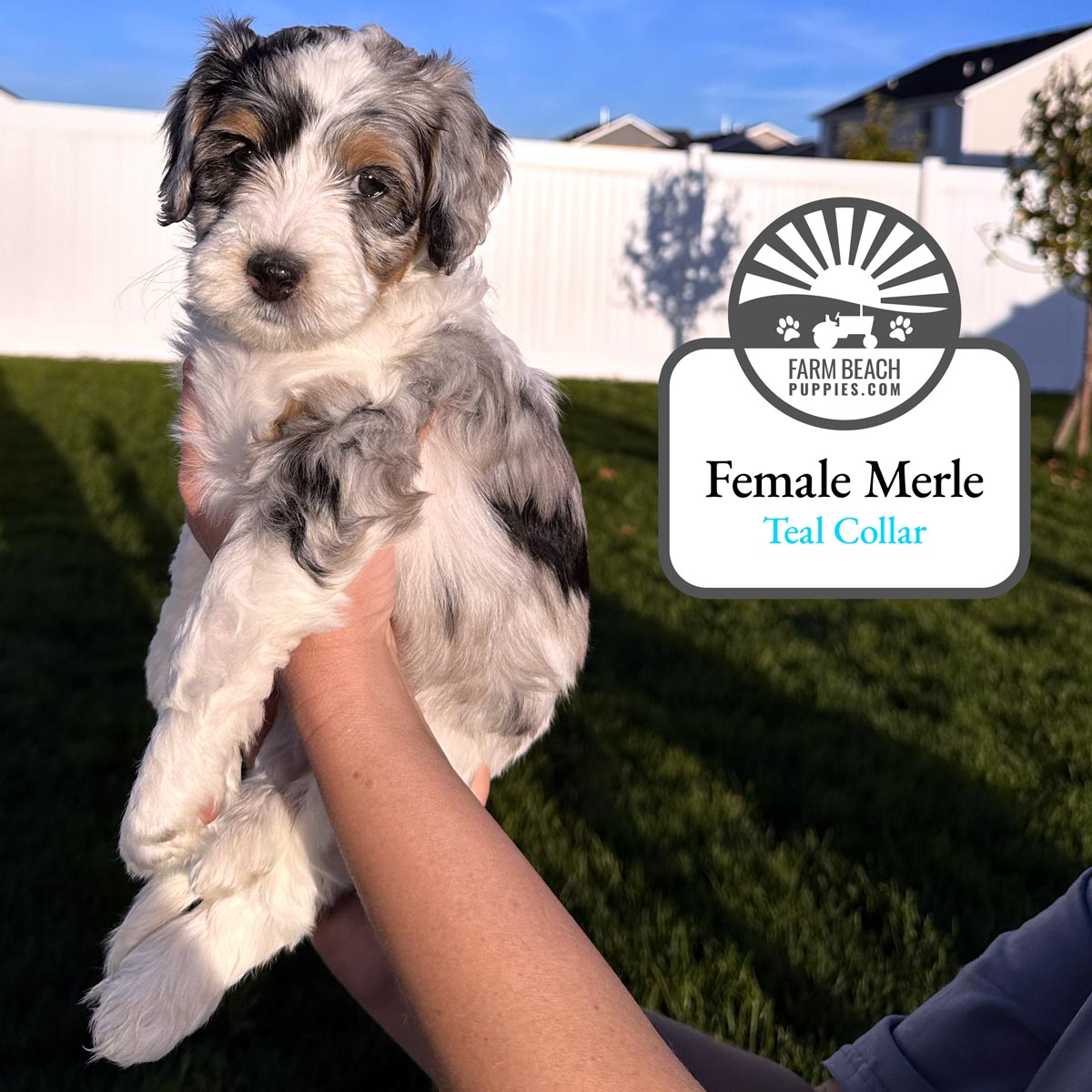 Female-Merle-Teal-Collar FarmBeachPuppies.com
