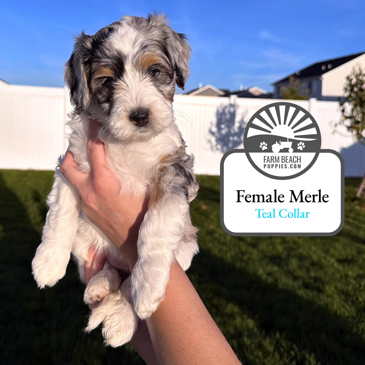 Female-Merle-Teal-Collar FarmBeachPuppies.com