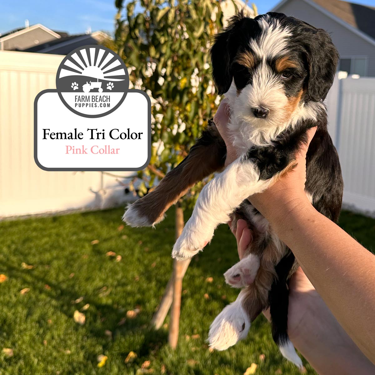 Female-Tri-Color-Pink-Collar FarmBeachPuppies.com