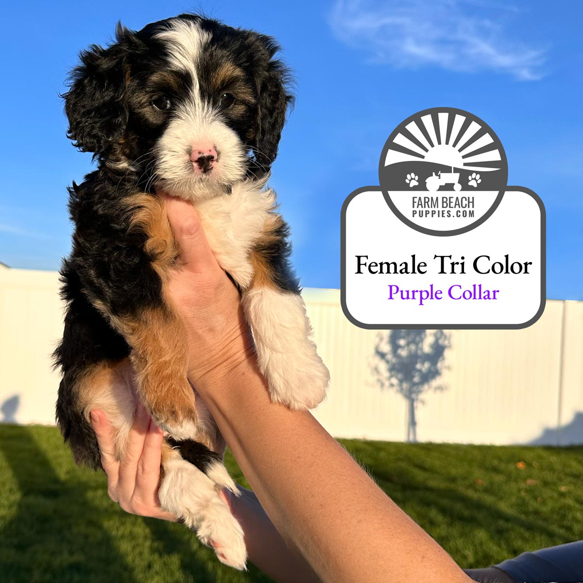 Female-Tri-Color-Purple-Collar FarmBeachPuppies.com