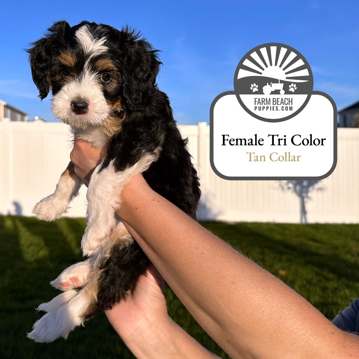 Female-Tri-Color-Tan-Collar FarmBeachPuppies.com