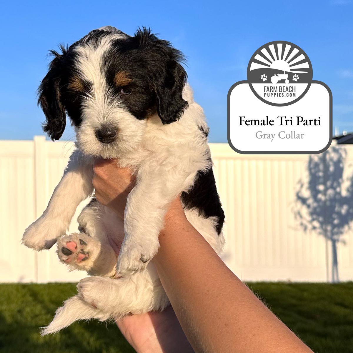 Female-Tri-Parti-Gray-Collar FarmBeachPuppies.com