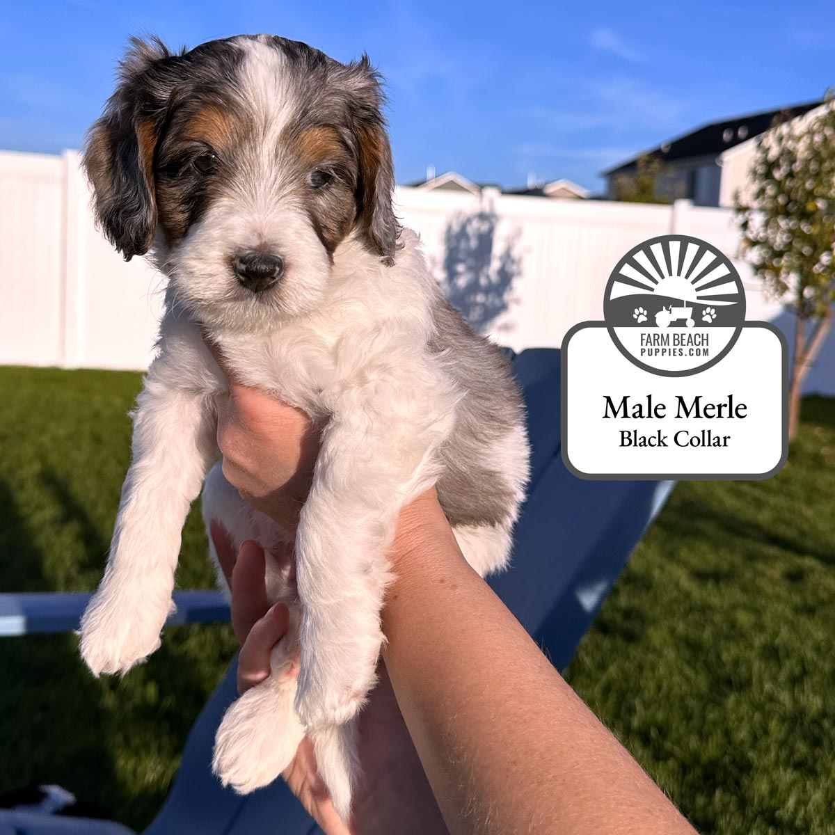 Male-Merle-Black-Collar FarmBeachPuppies.com