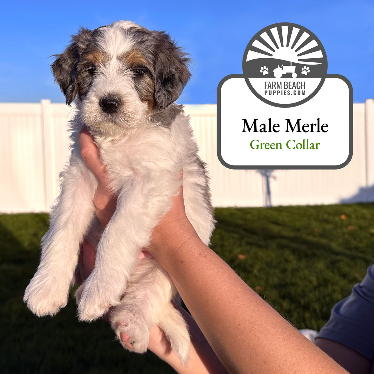 Male-Merle-Green-Collar FarmBeachPuppies.com