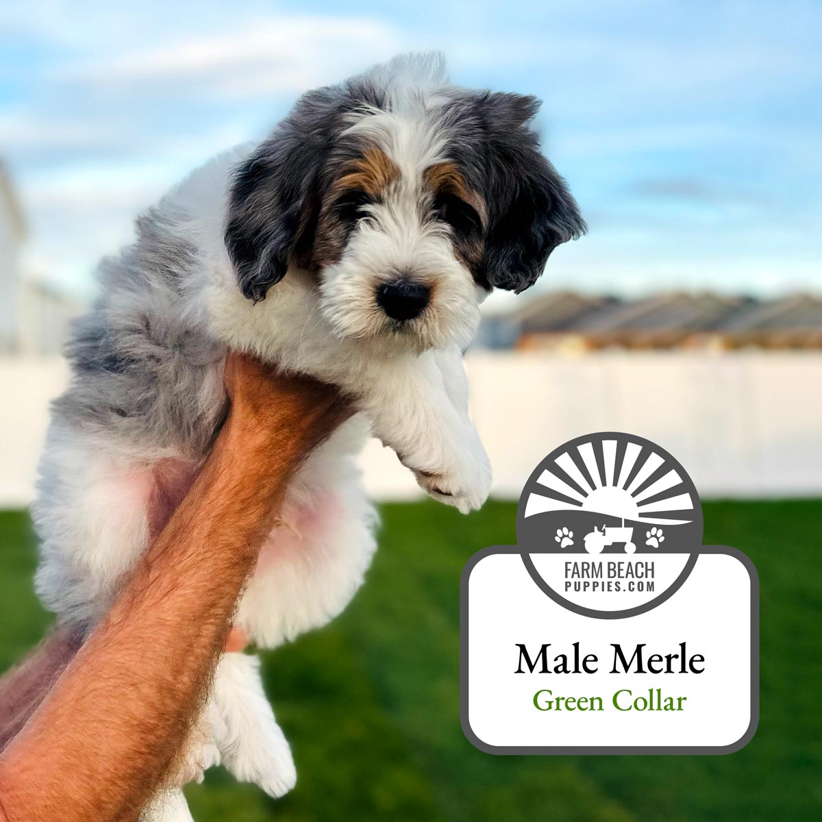 Male-Merle-Green-Collar FarmBeachPuppies.com