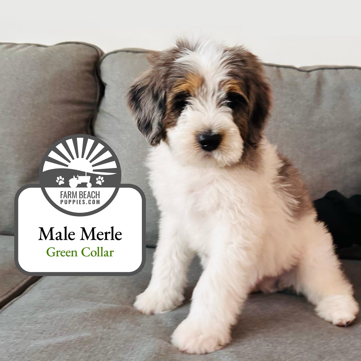 Male-Merle-Green-Collar FarmBeachPuppies.com