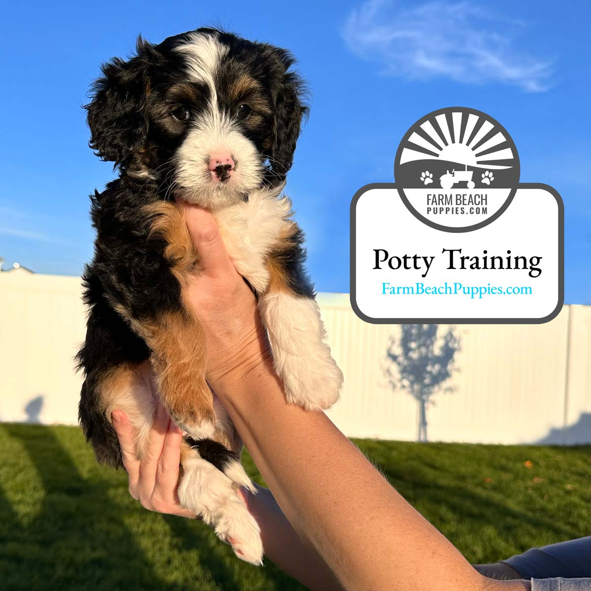 Puppy Potty Training Guide - Farm Beach Puppies