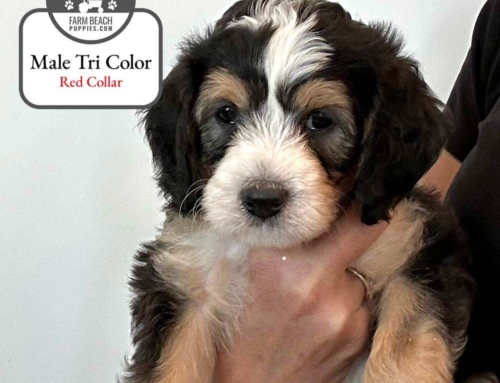 Bella’s Bernedoodle Puppies Are Ready for Adoption in Southeast Idaho