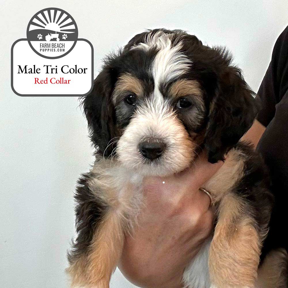 Bellas Bernedoodle Puppies Are Ready for Adoption in Southeast Idaho