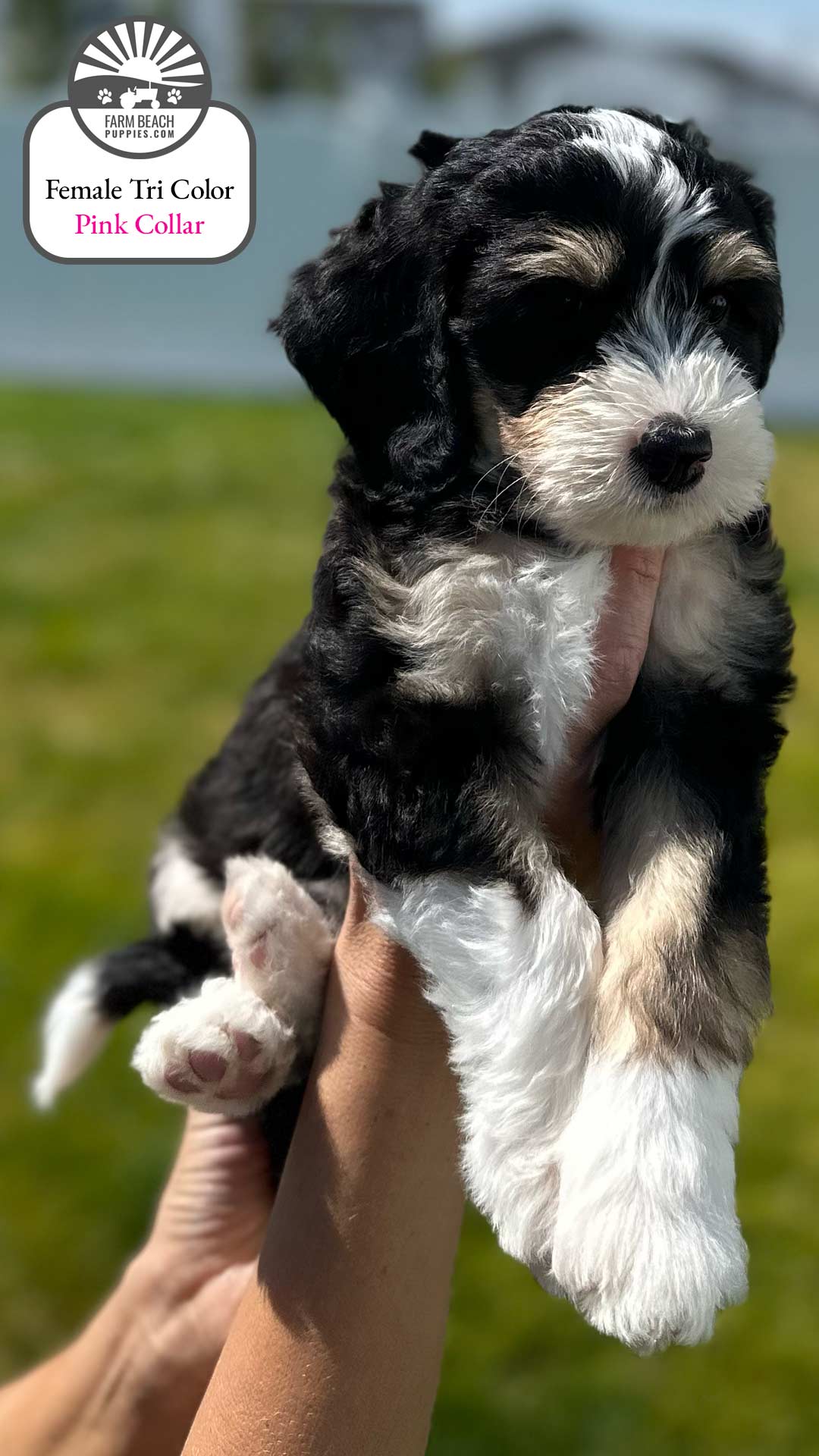 Female Tri Color Pink Collar 01