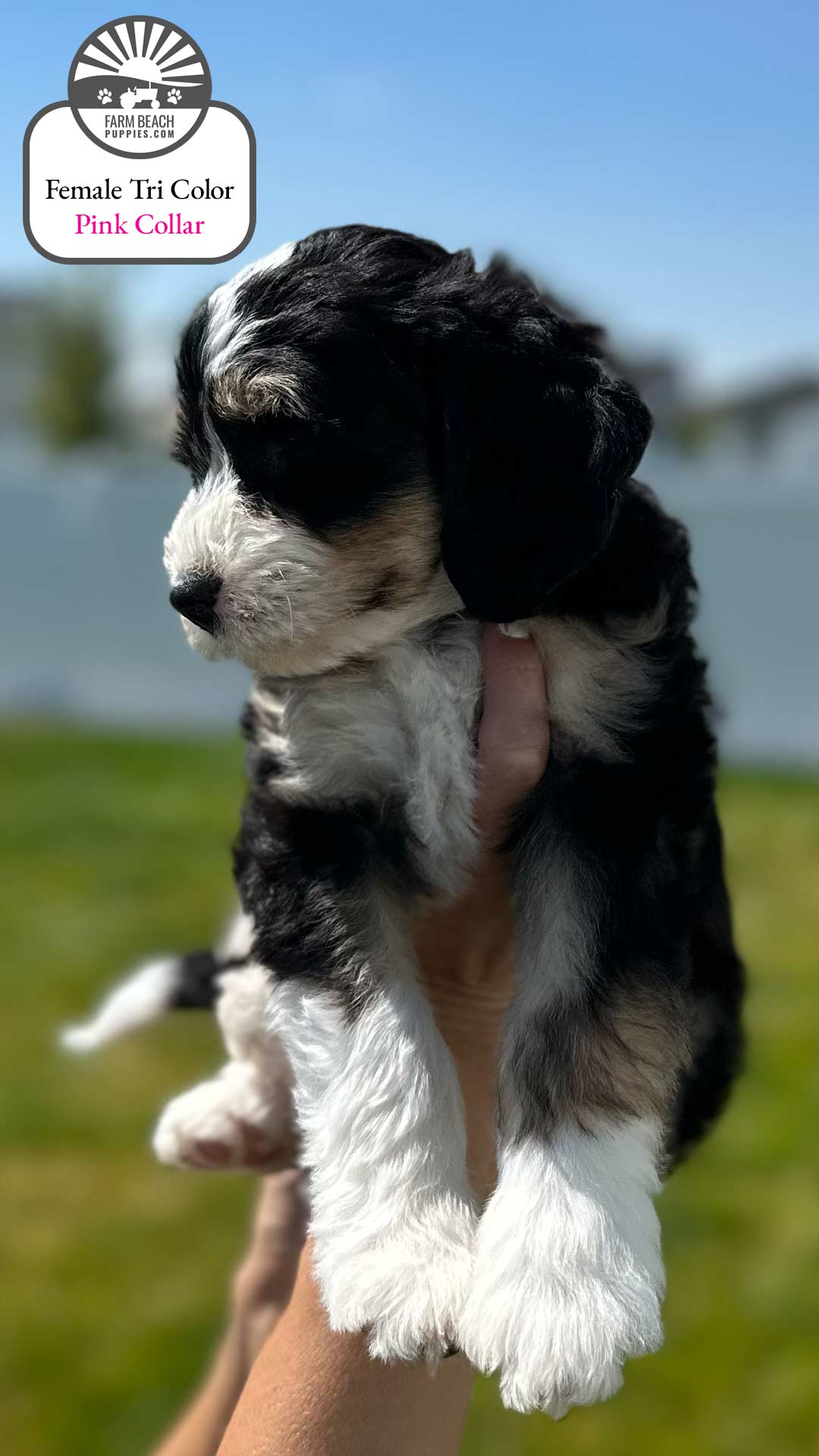 Female Tri Color Pink Collar 06