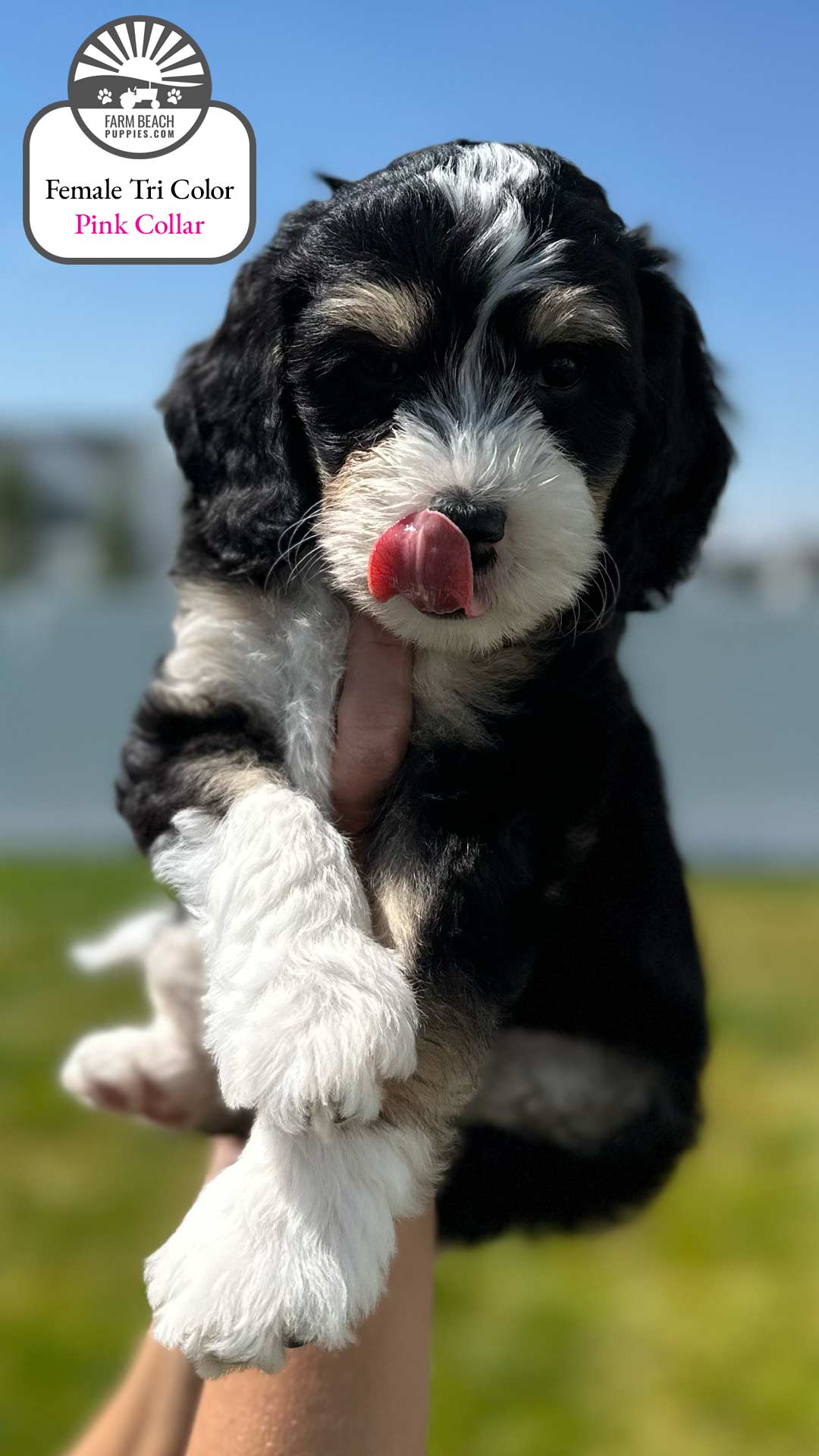 Female Tri Color Pink Collar 07