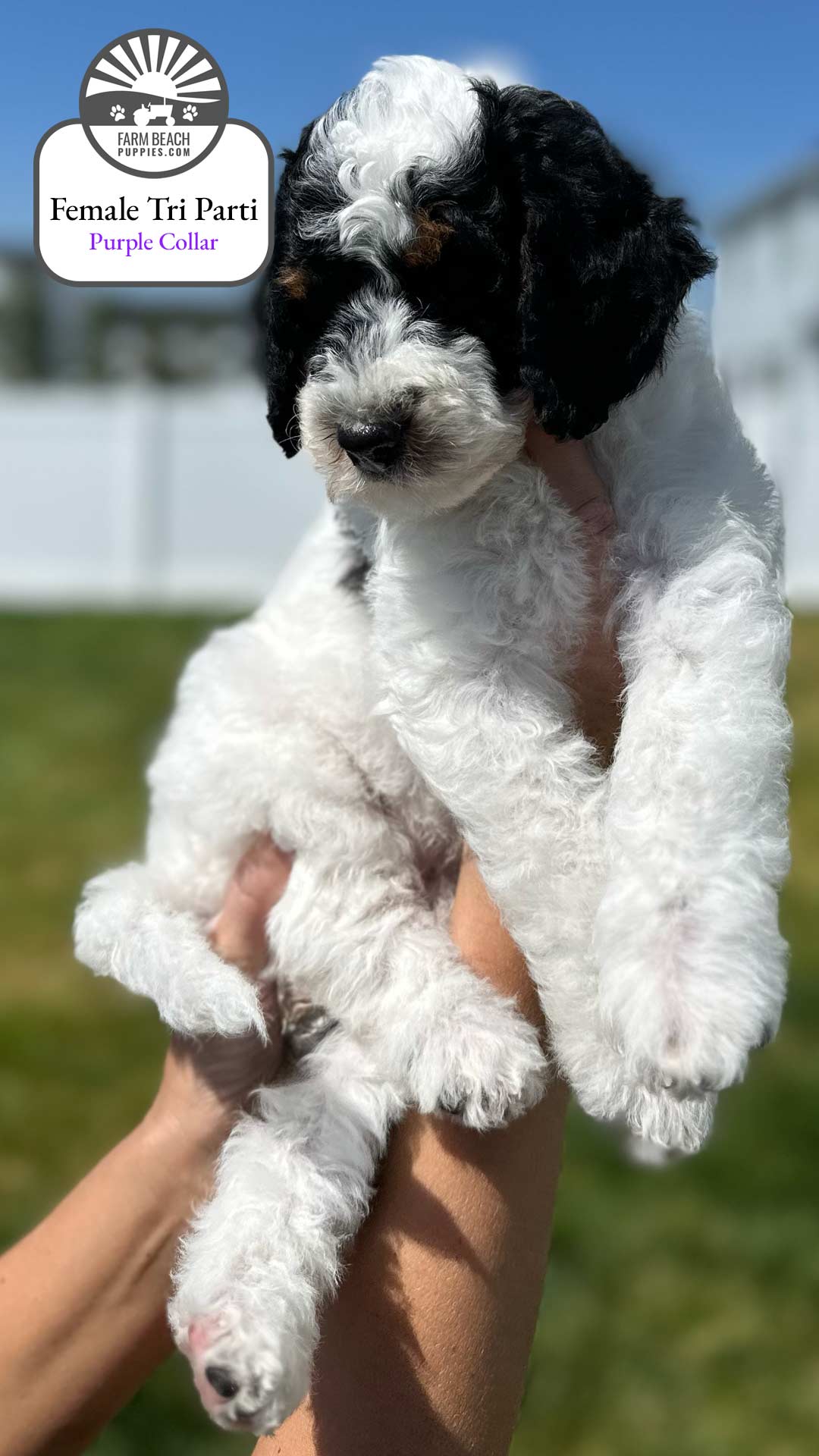 Female Tri Parti Purple Collar 03