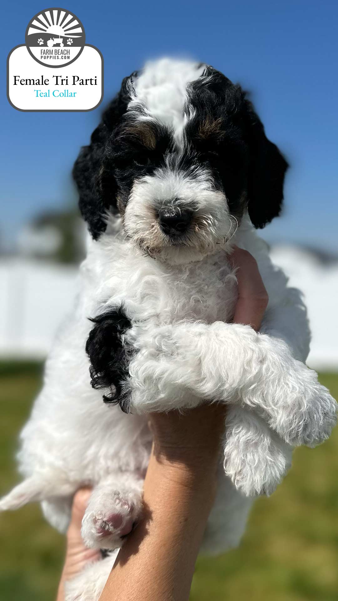 Female Tri Parti Teal Collar 01