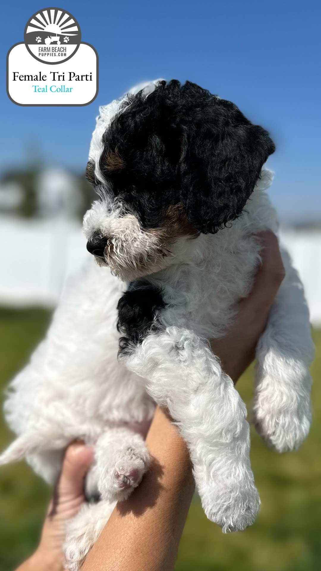 Female Tri Parti Teal Collar 04