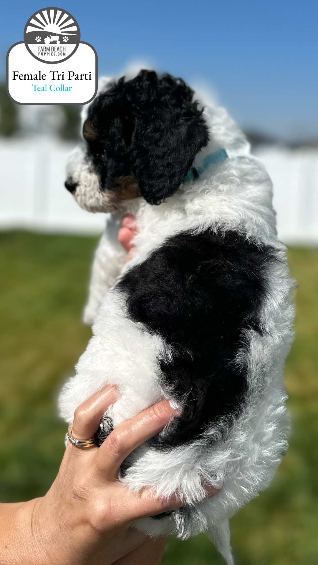 Female Tri Parti Teal Collar 05