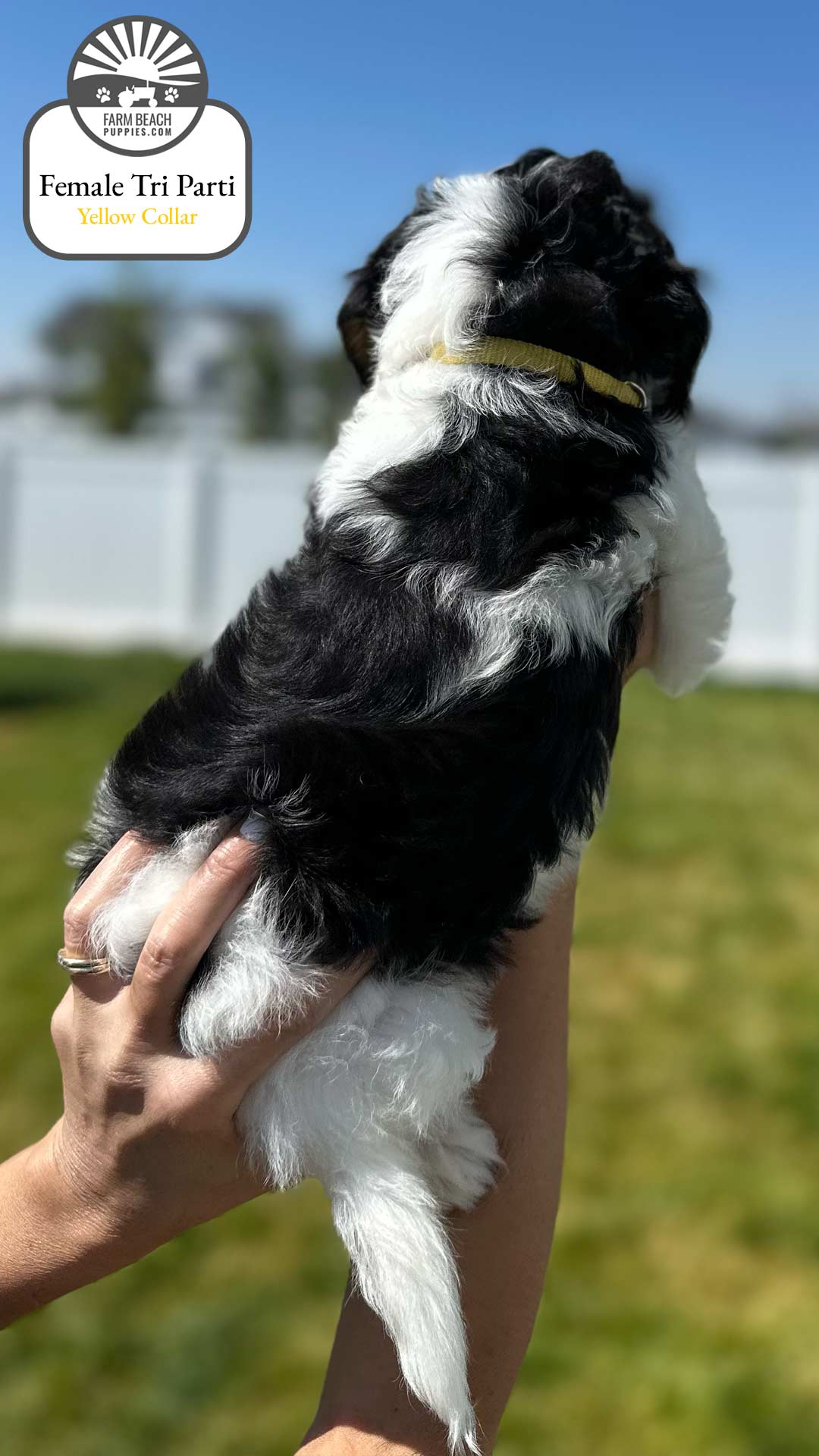 Female Tri Parti Yellow Collar 02