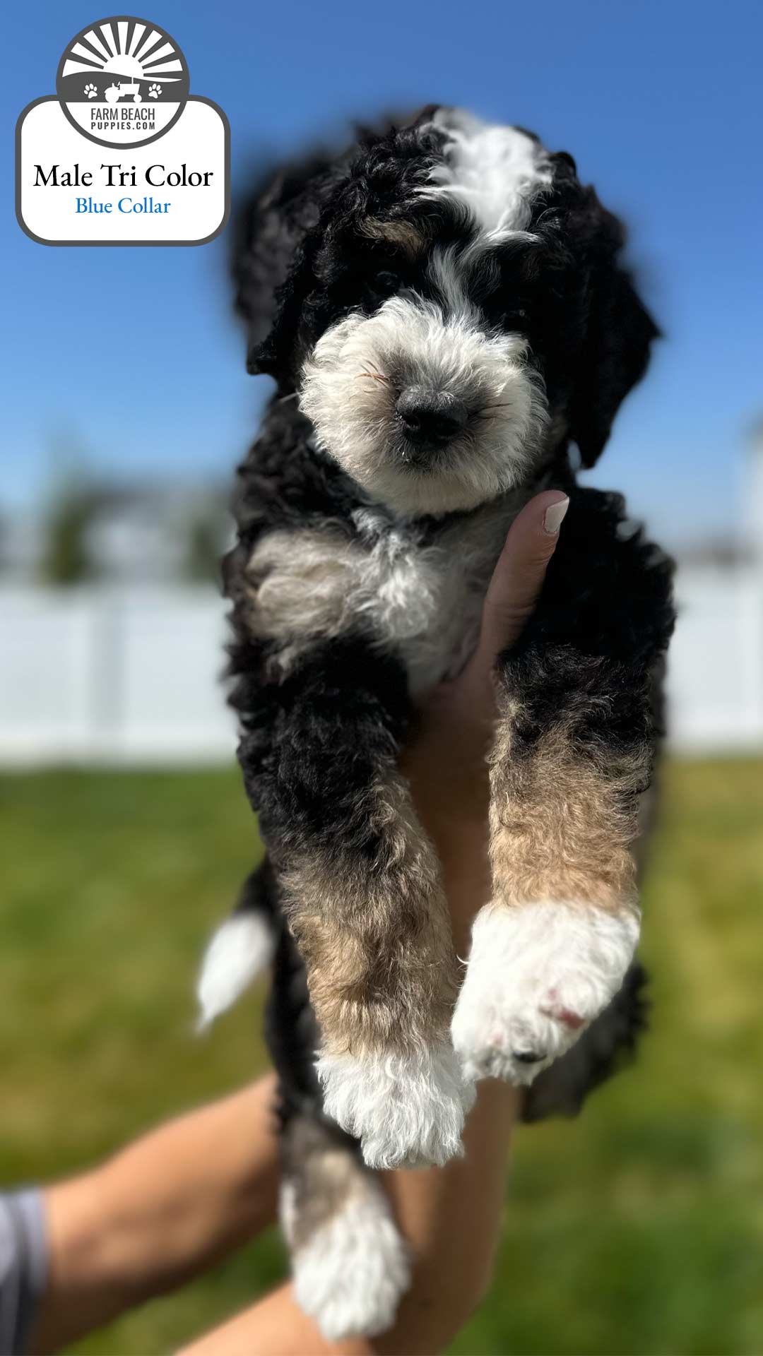 Male Tri Color Blue Collar 01