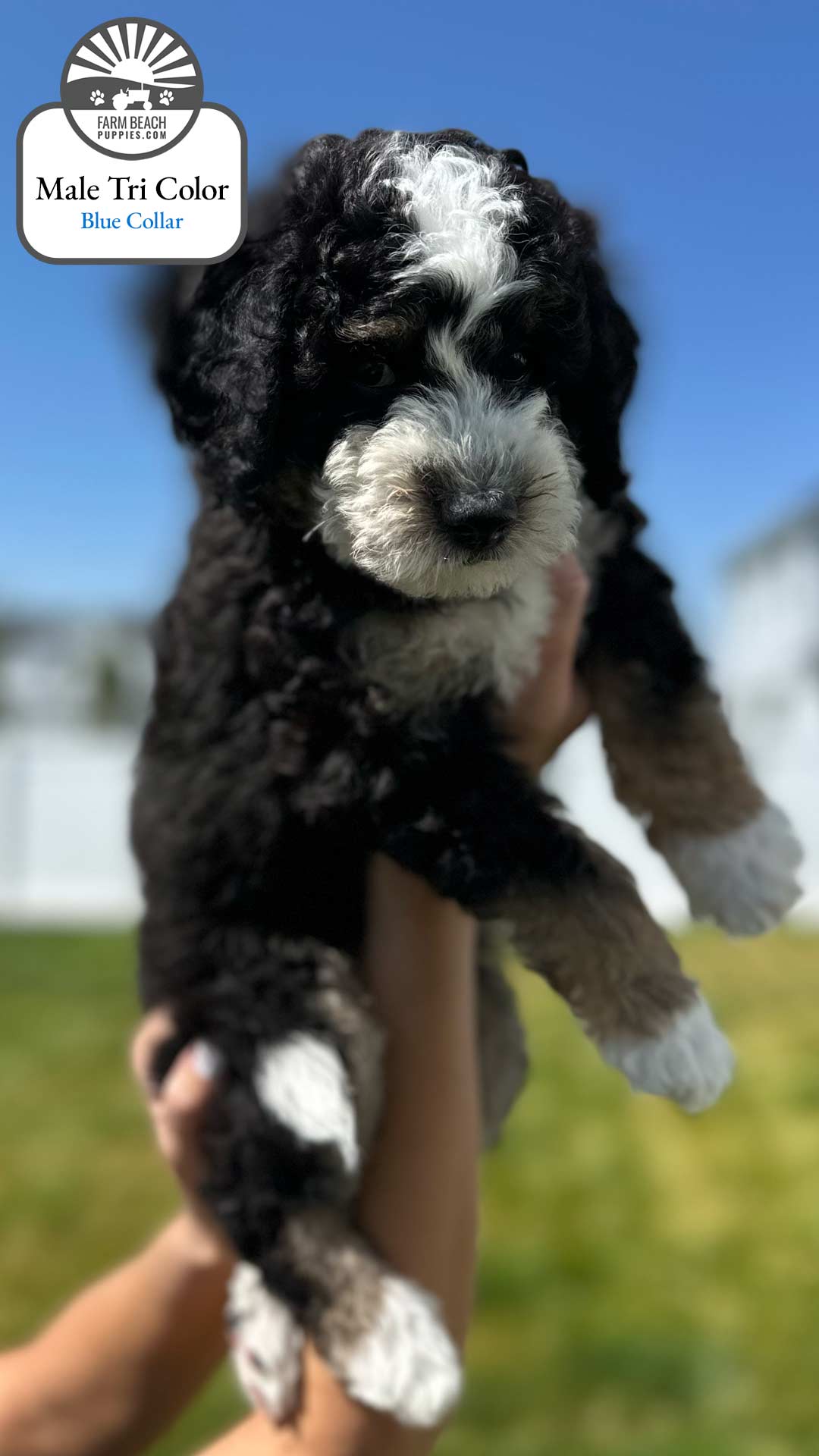 Male Tri Color Blue Collar 02