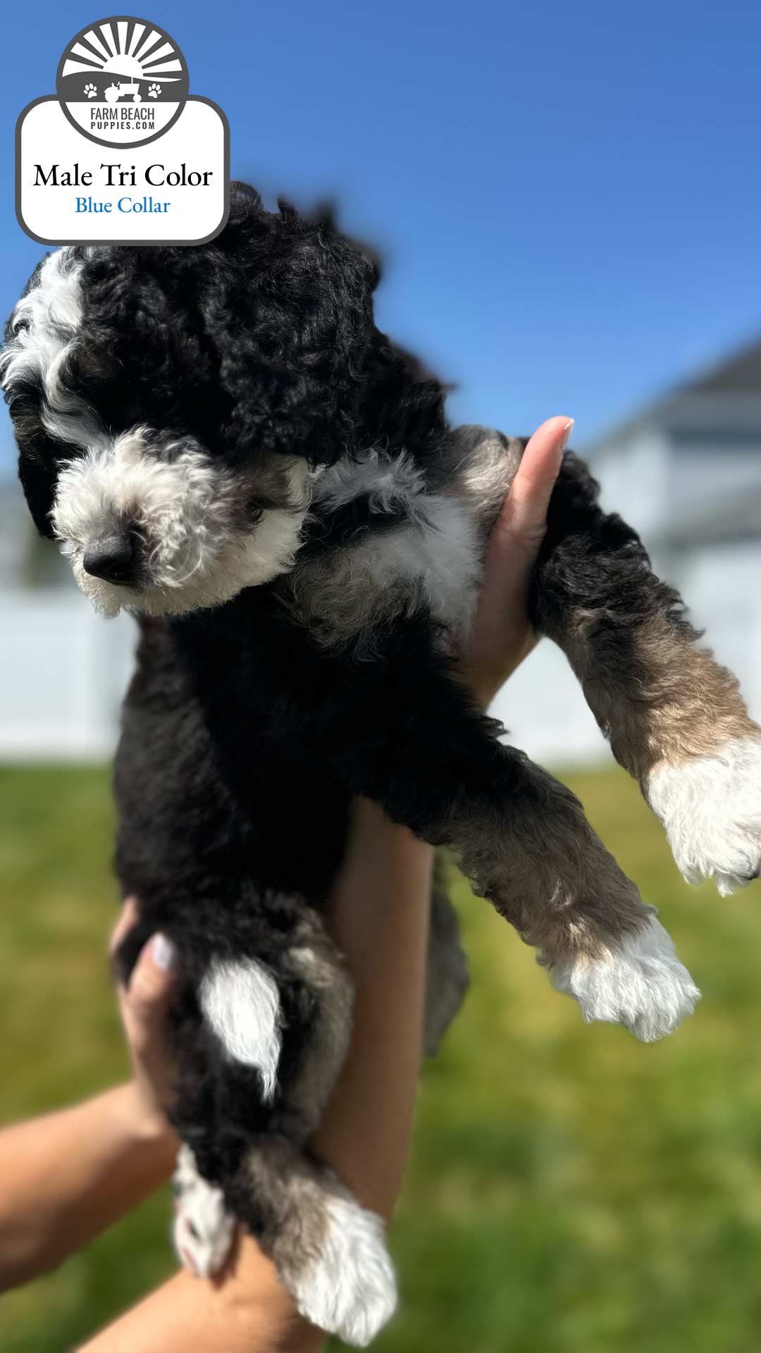 Male Tri Color Blue Collar 03