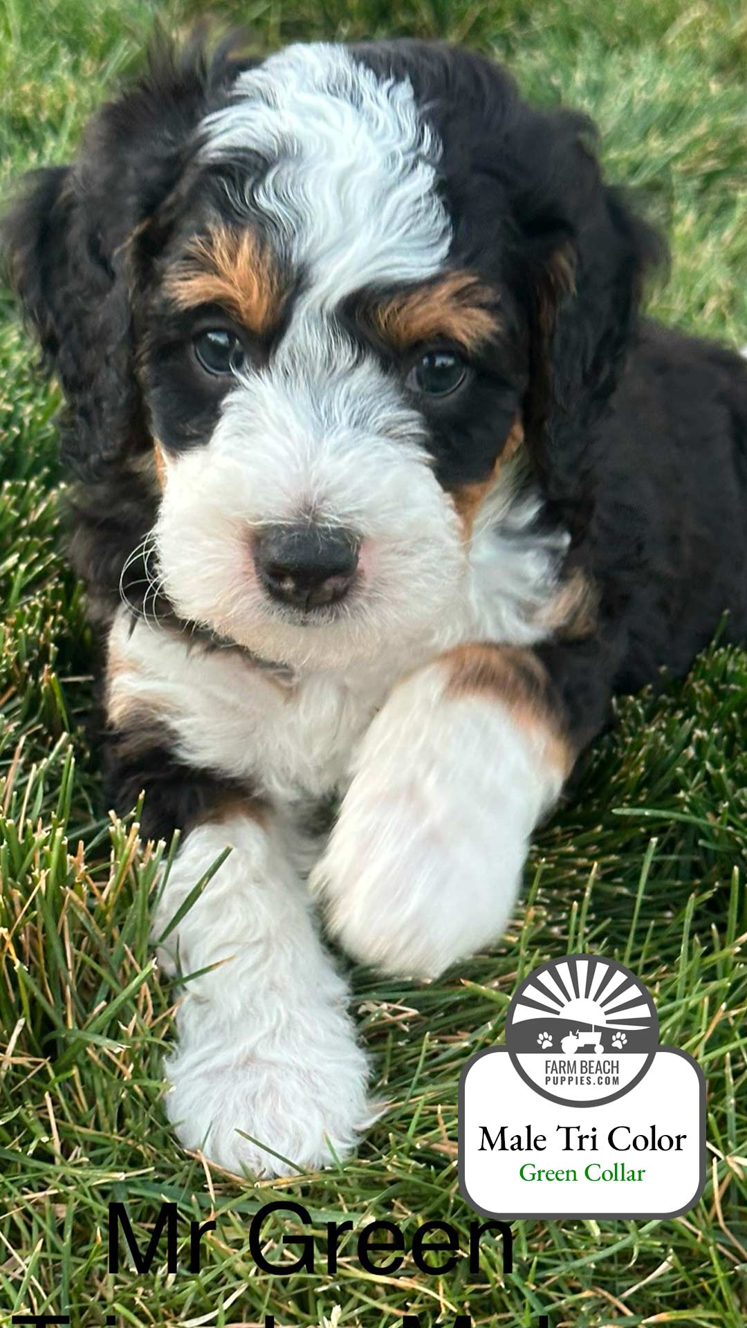 Male Tri Color Green Collar