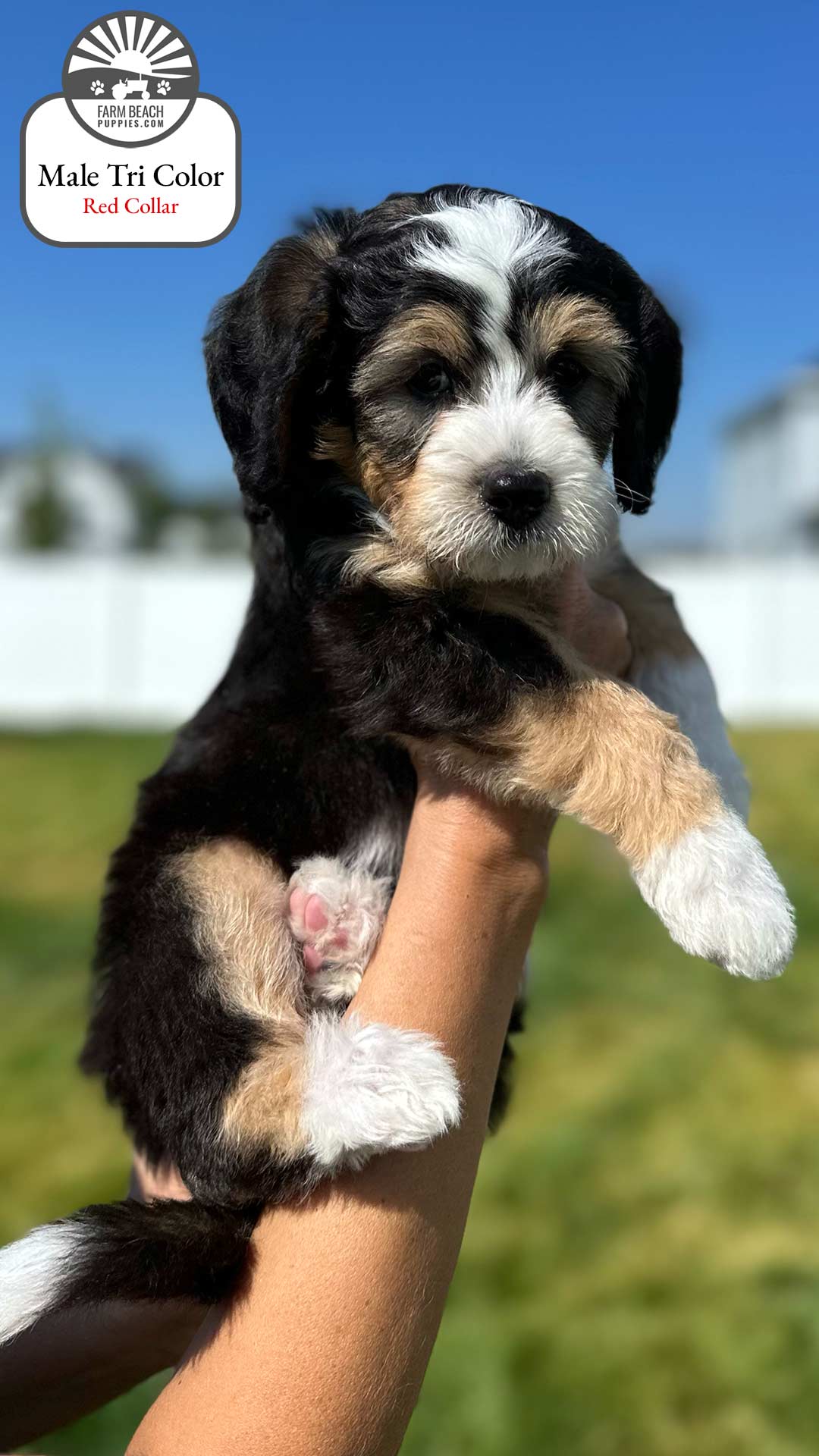 Male Tri Color Red Collar 01