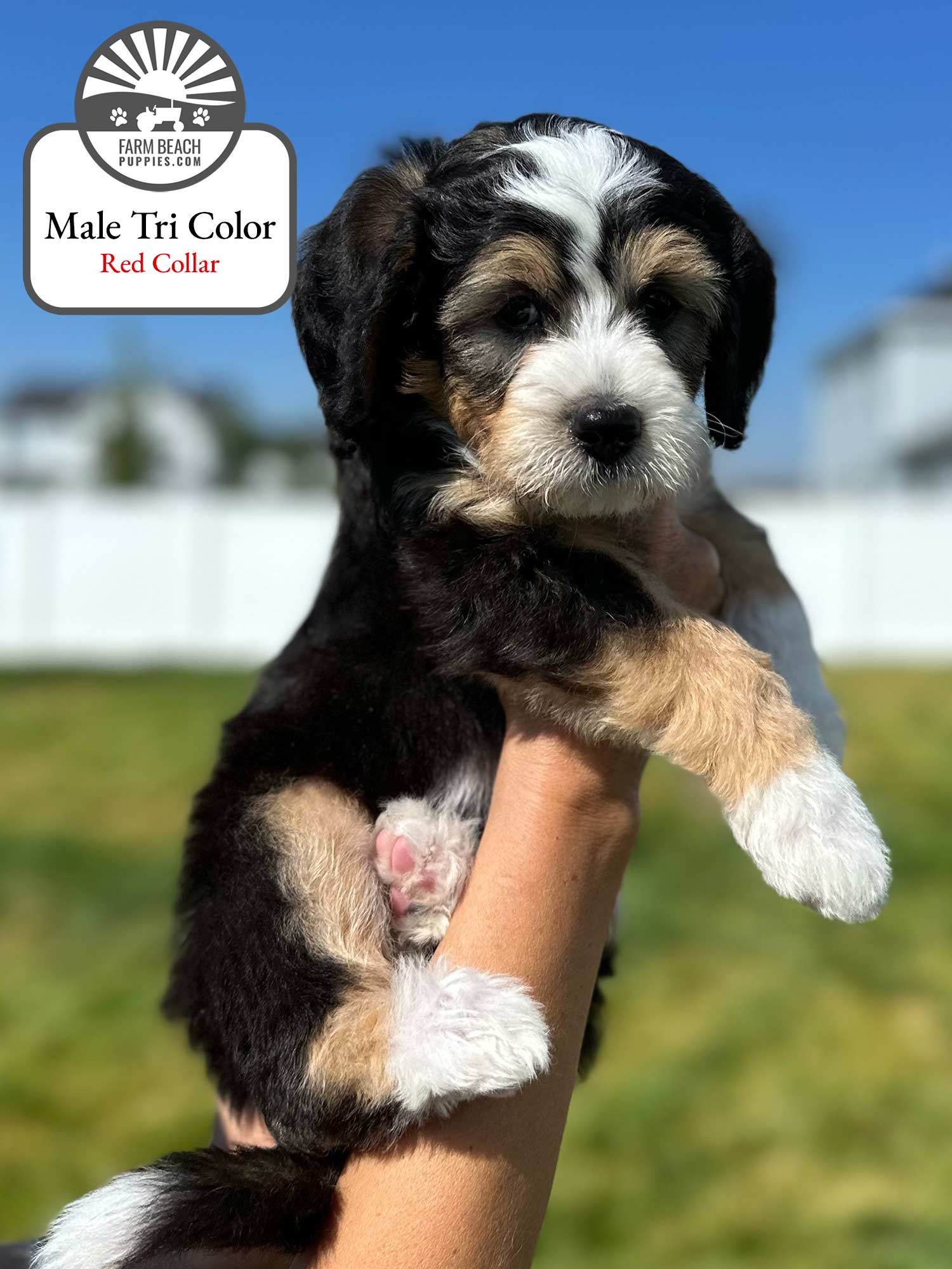 Male Tri Color Red Collar 01