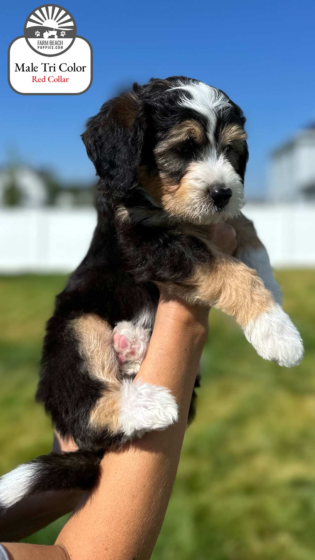 Male Tri Color Red Collar 02