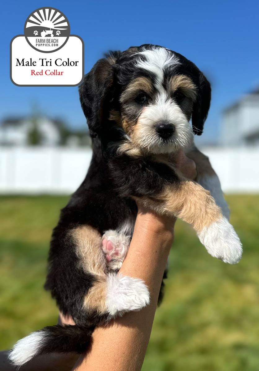 Male Tri Color Red Collar 02