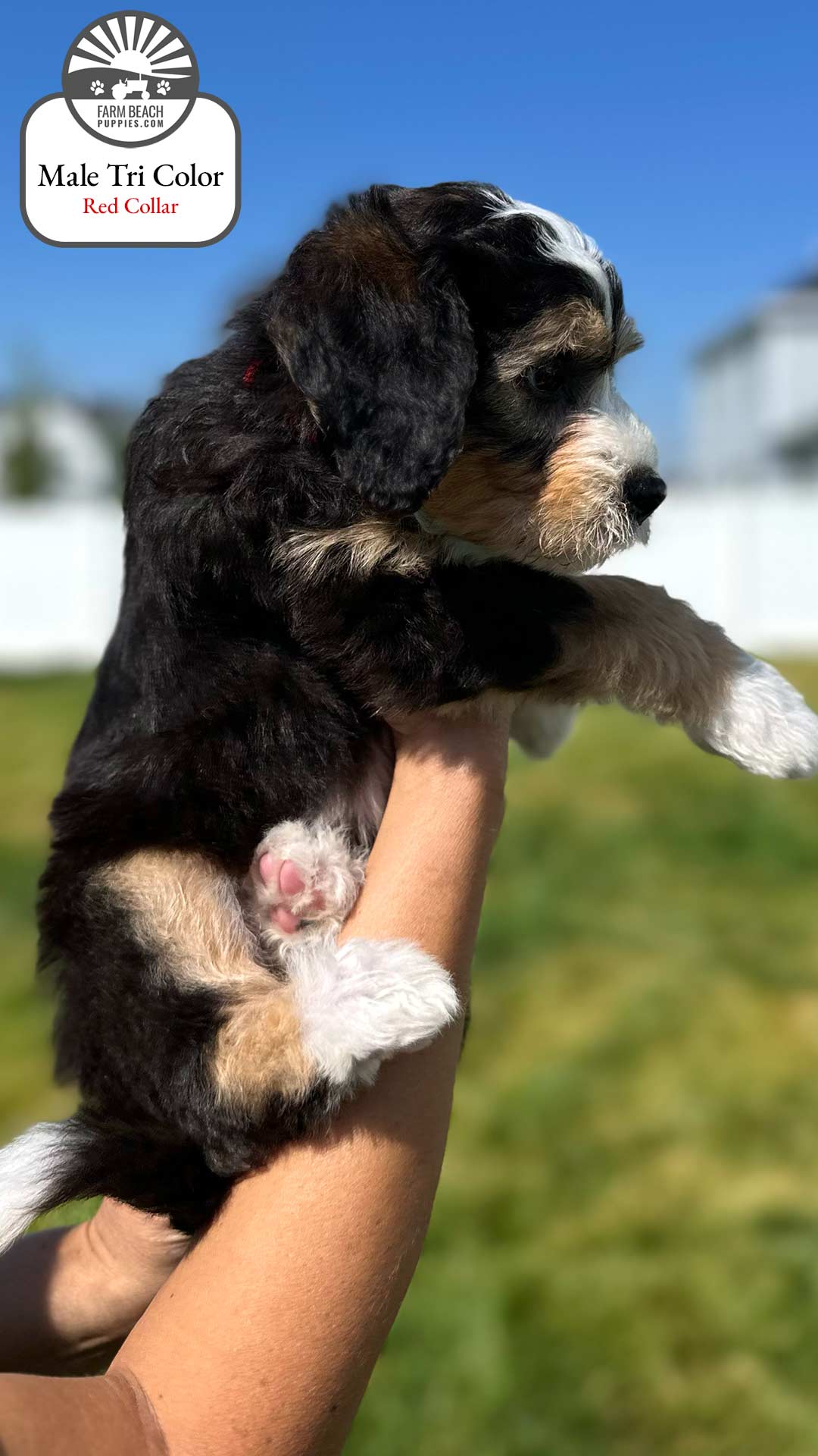 Male Tri Color Red Collar 03