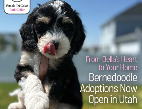 From Bella’s Heart to Your Home — Bernedoodle Adoptions Now Open in Utah