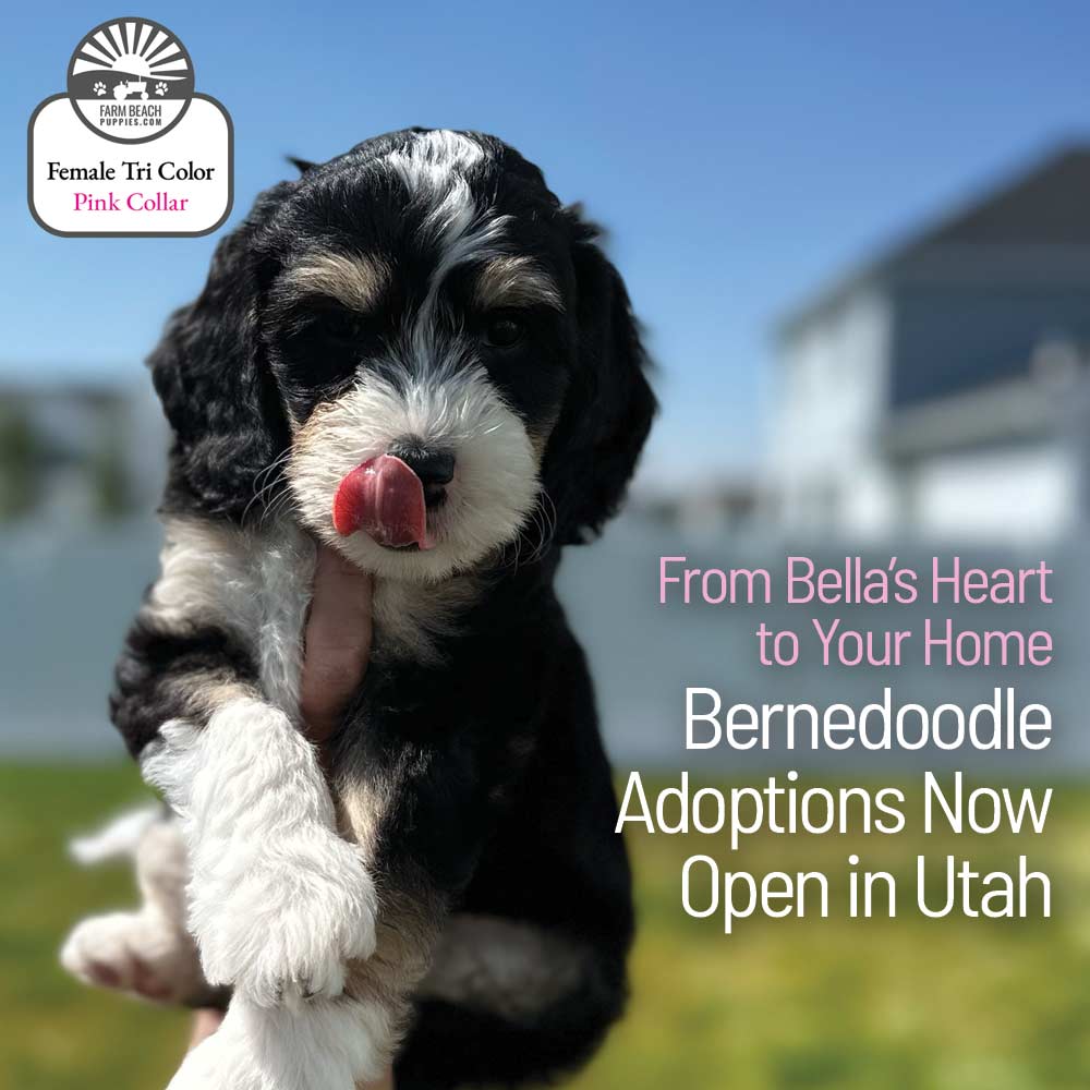 From Bella’s Heart to Your Home — Bernedoodle Adoptions Now Open in Utah