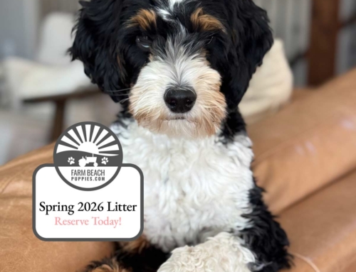Spring 2026 Bernedoodle Puppies – Join the Waiting List Now!