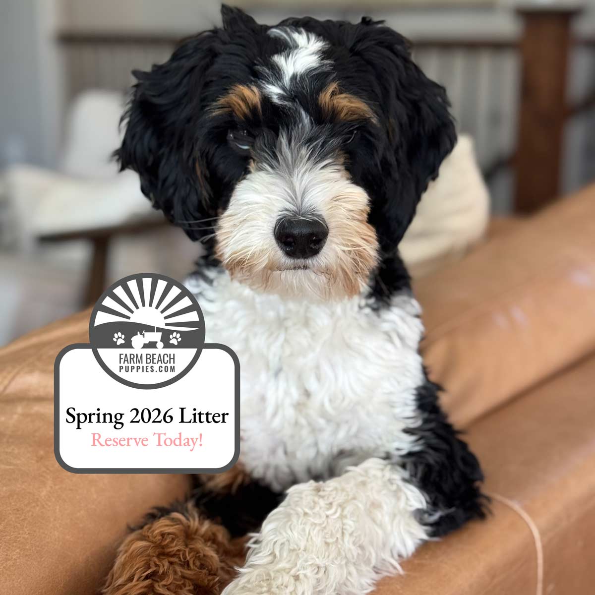 Spring 2026 Bernedoodle Puppies – Join the Waiting List Now