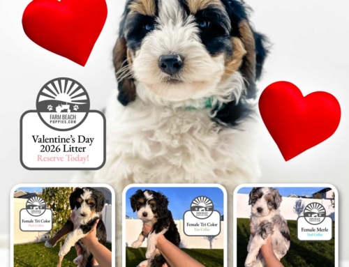 A Puppy Love Story – Christmas Birth and Valentine’s Day Adoption at Farm Beach Puppies