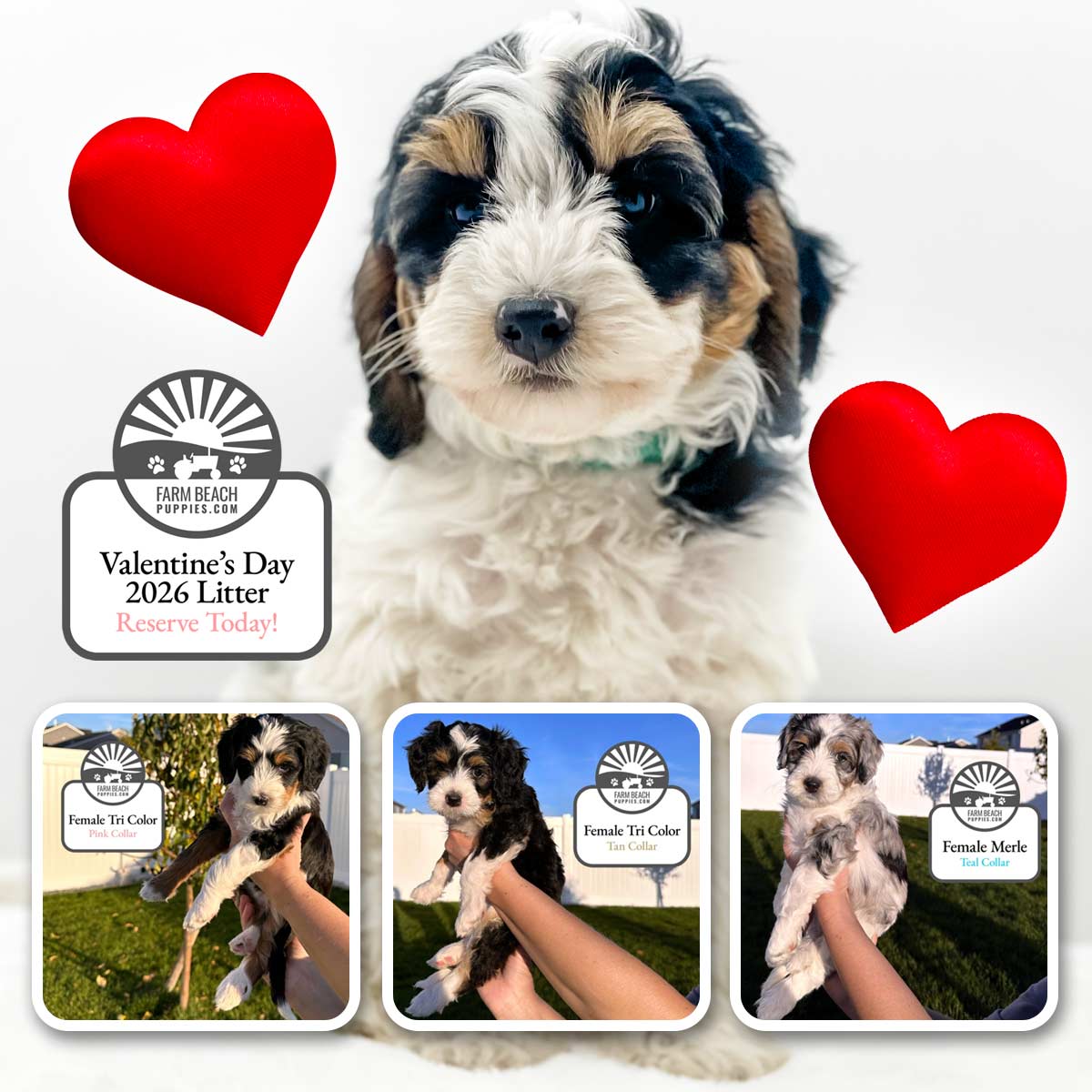 A Puppy Love Story Christmas Birth and Valentine’s Day Adoption at Farm Beach Puppies