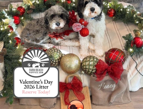 Christmas Puppies, Valentine’s Day 2026 Take-Home — Fall in Love with a Farm Beach Puppy