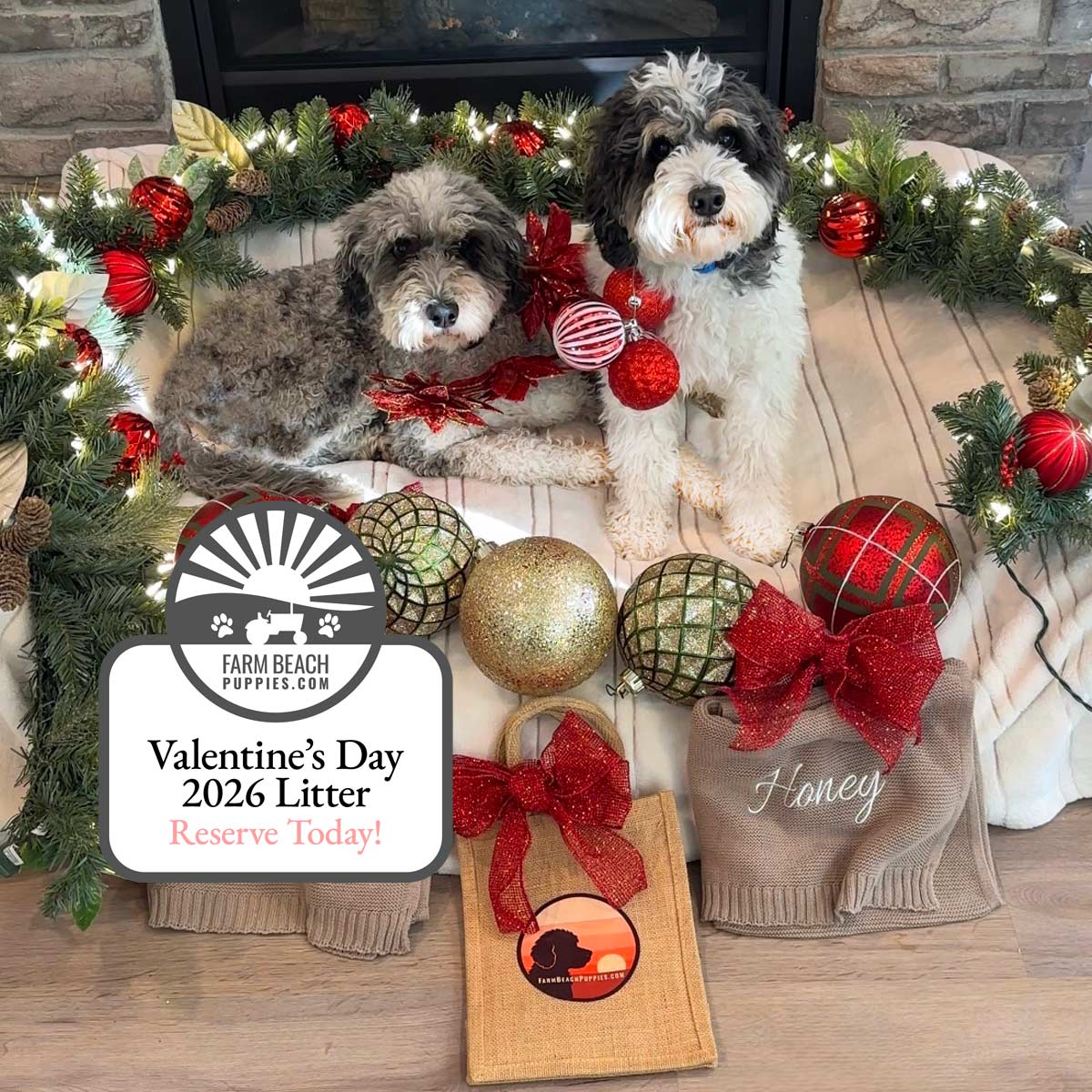 Christmas Puppies, Valentine’s Day 2026 Take Home — Fall in Love with a Farm Beach Puppy